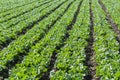 Farm field with rows of young sprouts of green romaine lettuce growing outside under greek sun Royalty Free Stock Photo