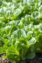 Farm field with rows of young sprouts of green romaine lettuce growing outside under greek sun Royalty Free Stock Photo