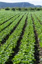 Farm field with rows of young sprouts of green romaine lettuce growing outside under greek sun Royalty Free Stock Photo