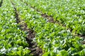 Farm field with rows of young sprouts of green romaine lettuce growing outside under greek sun Royalty Free Stock Photo