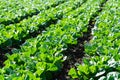 Farm field with rows of young sprouts of green romaine lettuce growing outside under greek sun Royalty Free Stock Photo