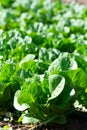 Farm field with rows of young sprouts of green romaine lettuce growing outside under greek sun Royalty Free Stock Photo