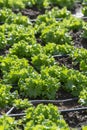 Farm field with rows of young sprouts of green salad lettuce growing outside under greek sun Royalty Free Stock Photo