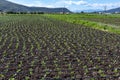 Farm field with rows of young sprouts of green salad lettuce growing outside under greek sun Royalty Free Stock Photo