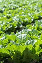 Farm field with rows of young sprouts of green salad lettuce growing outside under greek sun Royalty Free Stock Photo