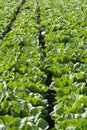 Farm field with rows of young sprouts of green salad lettuce growing outside under greek sun Royalty Free Stock Photo