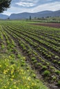 Farm field with rows of young sprouts of green salad lettuce growing outside under greek sun Royalty Free Stock Photo