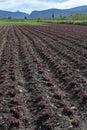 Farm field with rows of young sprouts of green salad lettuce growing outside under greek sun Royalty Free Stock Photo