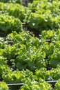 Farm field with rows of young sprouts of green salad lettuce growing outside under greek sun Royalty Free Stock Photo