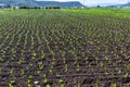 Farm field with rows of young sprouts of green salad lettuce growing outside under greek sun Royalty Free Stock Photo