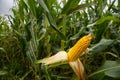 A farm field sown with corn. The culture grew well over the summer, blooms and formed cobs. An open cob in the foreground. The