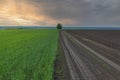 Farm field in spring Royalty Free Stock Photo