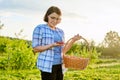 Farm field with strawberries, woman picking berries with a basket