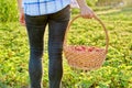 Farm field with strawberries, woman walking with a basket of fresh picked berries Royalty Free Stock Photo