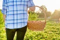 Farm field with strawberries, woman walking with a basket of fresh picked berries Royalty Free Stock Photo