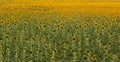 Farm field with sunflowers bloom