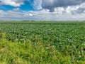 Farm field and wind turbines, Flevoland, Netherlands Royalty Free Stock Photo