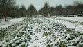 Farm field winter snow frost bio cauliflower leaves leaf Brassica oleracea land root crop farming harvest cultivated Royalty Free Stock Photo