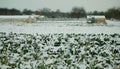 Farm field winter snow frost greenhouse foil bio cauliflower leaves leaf Brassica oleracea land root crop farming Royalty Free Stock Photo