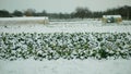 Farm field winter snow frost greenhouse foil bio cauliflower leaves leaf Brassica oleracea land root crop farming