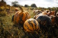 Yellow pumpkins are on the field with stacked in rows of pumpkins. Royalty Free Stock Photo