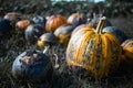 Yellow pumpkins are on the field with stacked in rows of pumpkins. Royalty Free Stock Photo