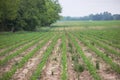 A farm field of young corn beginning to grow in rows Royalty Free Stock Photo
