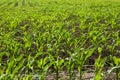 Farm field with young corn plants close-up on a sunny summer day Royalty Free Stock Photo