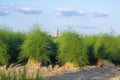 Farm fields with green plants of white asparagus after eind of season Royalty Free Stock Photo