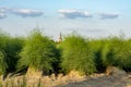 Farm fields with green plants of white asparagus after eind of season Royalty Free Stock Photo