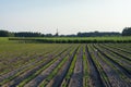 Farm fields with green plants of white asparagus after eind of season, young plants and wild mill Royalty Free Stock Photo