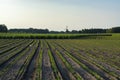 Farm fields with green plants of white asparagus after eind of season, young plants and wild mill Royalty Free Stock Photo