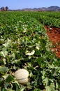 Farm fields, melons plantation