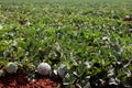 Farm fields, melons plantation