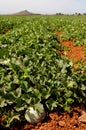 Farm fields, melons plantation