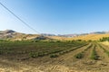 Farm fields near Corleone in Sicily, Italy Royalty Free Stock Photo