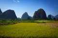 Farm and filed of rice in Yangshou, China Royalty Free Stock Photo