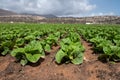 Farm fields with rows of green lettuce salad. Panoramic view on agricultural valley Zafarraya with fertile soils for growing of Royalty Free Stock Photo