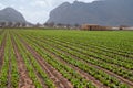 Farm fields with rows of green lettuce salad. Panoramic view on agricultural valley Zafarraya with fertile soils for growing of Royalty Free Stock Photo