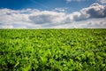 Farm fields in rural Baltimore County, Maryland. Royalty Free Stock Photo