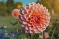 Farm flower of Jowey Nina, wonderful medium pink ball dahlia