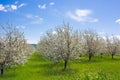 Farm with flowering trees