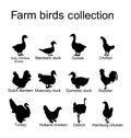 Farm fowl birds collection vector silhouette illustration isolated on white background. Domestic poultry: Turkey, goose, rooster.. Royalty Free Stock Photo