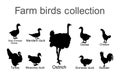 Farm fowl birds vector silhouette illustration isolated on white background. Domestic poultry: Turkey, goose, rooster, chicken...