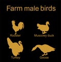 Farm fowl male birds vector silhouette illustration isolated on black. Domestic poultry: Turkey, goose, rooster chicken, duck.