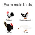 Farm fowl male birds vector silhouette illustration isolated on white. Domestic poultry: Turkey, goose, rooster chicken, duck.