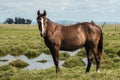 Farm free brown horse grazing. Royalty Free Stock Photo