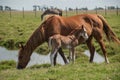 Farm free brown horse grazing. Royalty Free Stock Photo