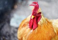 FARM FREE RANGE FULLY GROWN MATURE ROOSTER Royalty Free Stock Photo
