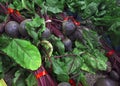 Farm Fresh Beets Royalty Free Stock Photo